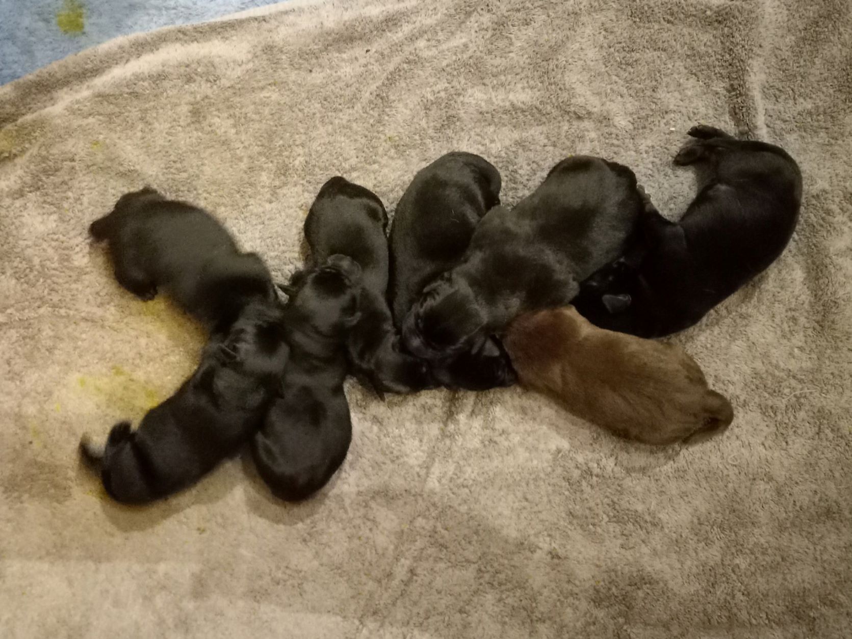 New batch of puppies on 2/20/2023 - Labs R It